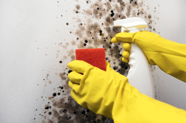 Best DIY Mold Remediation Support Services in Troy, PA