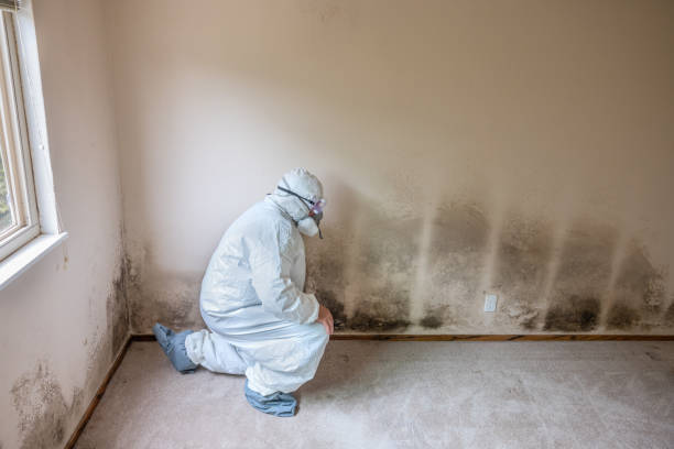 Best Preventive Mold Services in Troy, PA