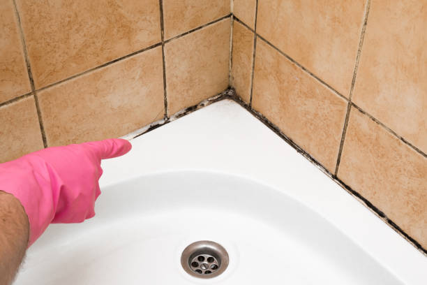 Best Black Mold Remediation in Troy, PA